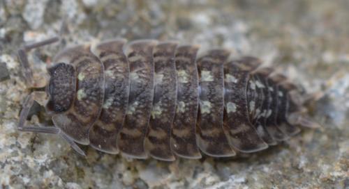 Réf. 315 087 : Porcellio spinicornis